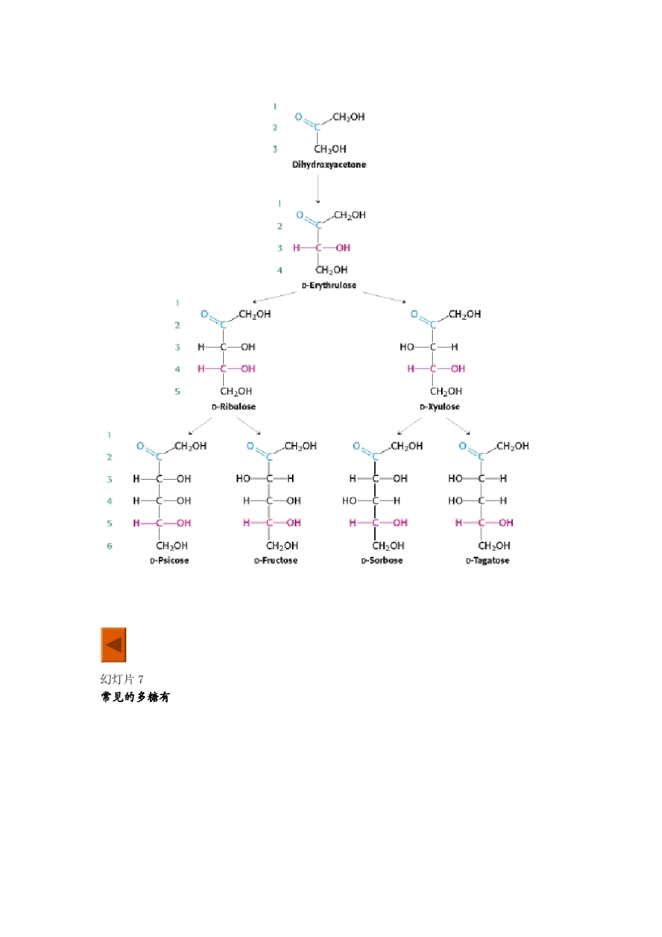 第1章糖的结构与功能_第3页