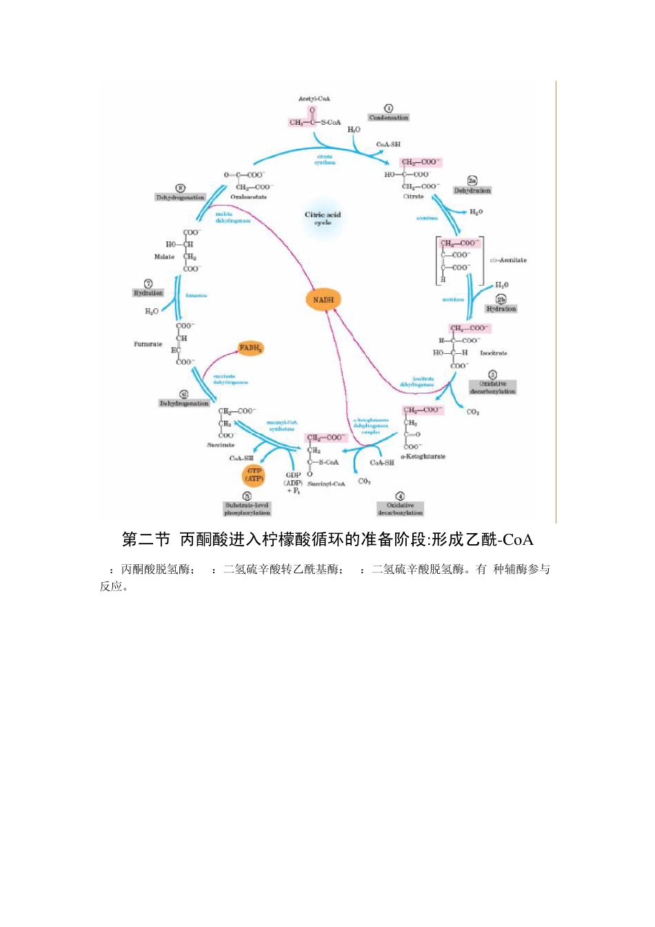 第23章柠檬酸循环_第2页