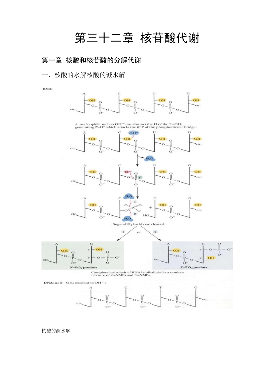 第32章核苷酸代谢_第1页