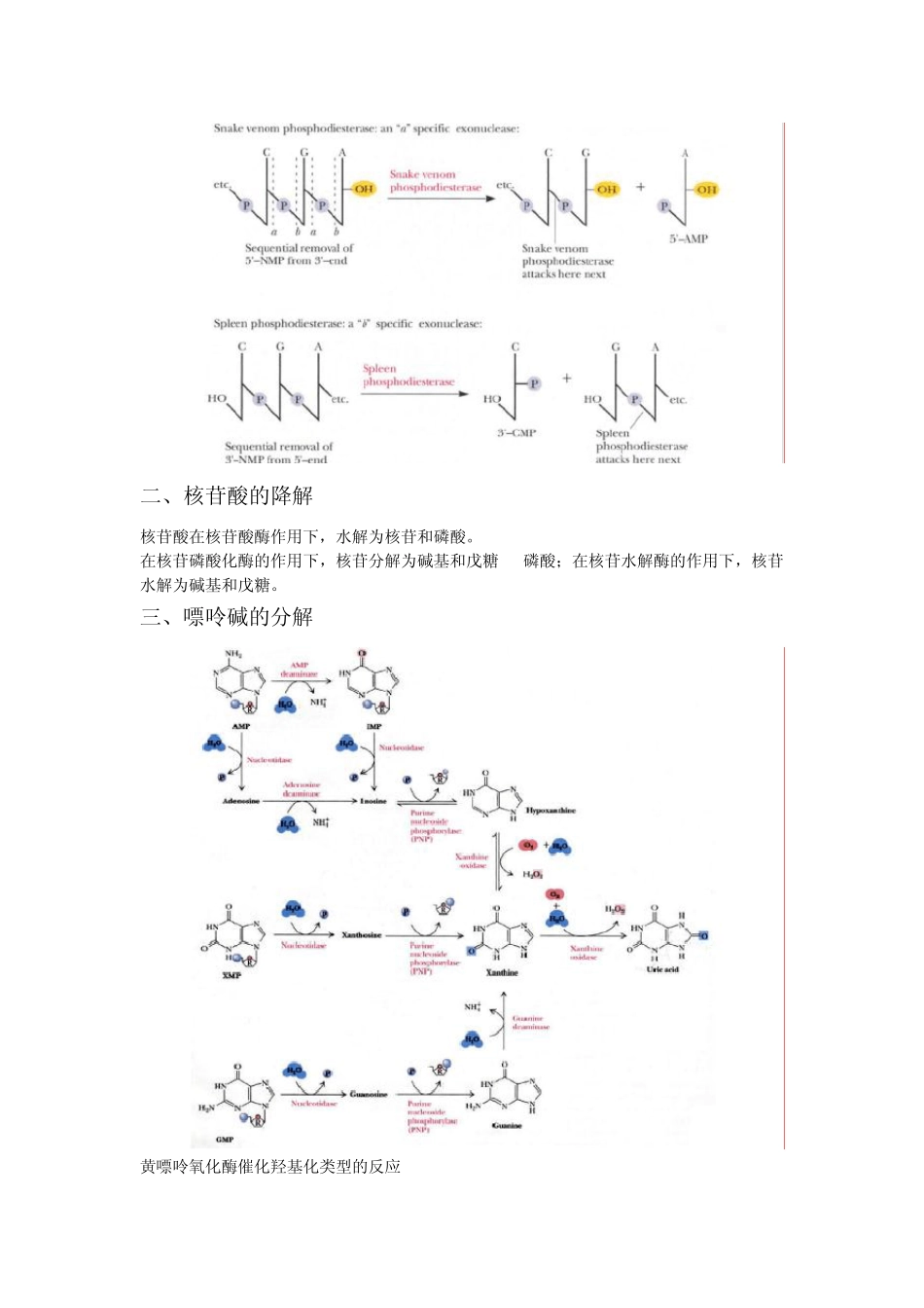 第32章核苷酸代谢_第2页