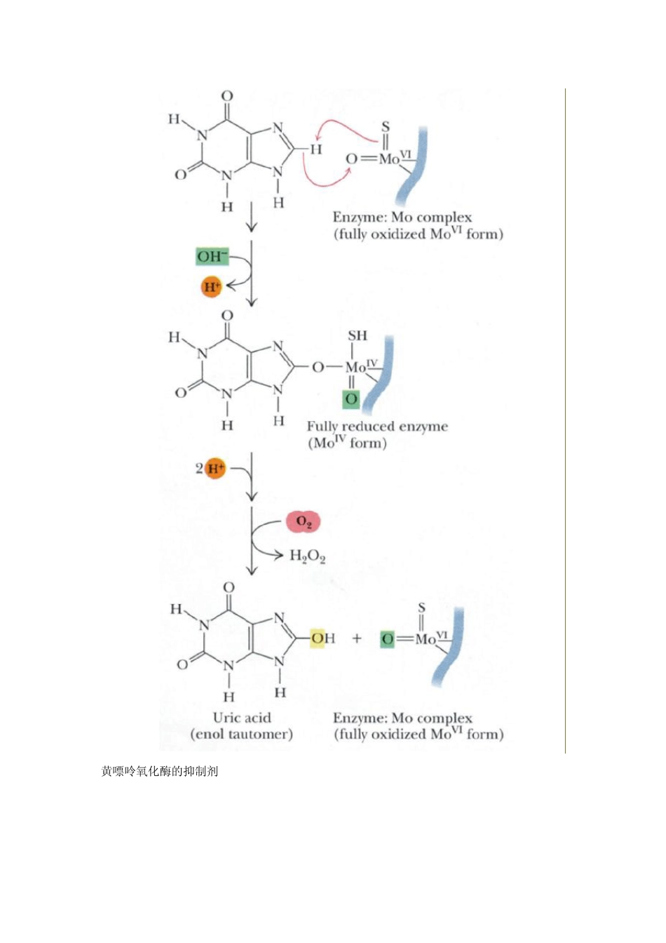 第32章核苷酸代谢_第3页