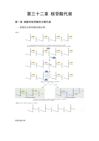 第32章核苷酸代谢