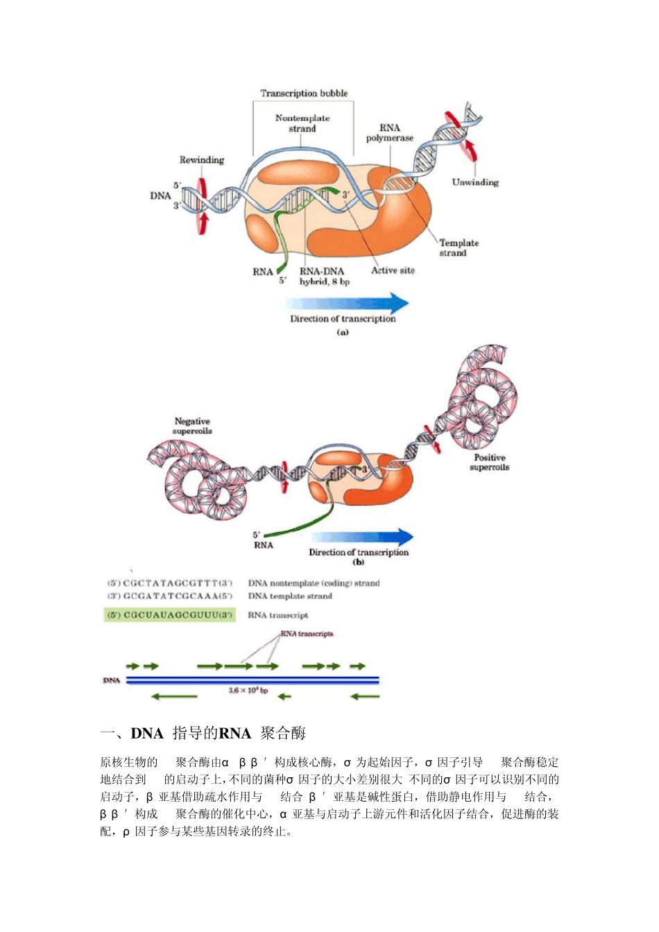 第36章RNA的生物合成及调控_第2页