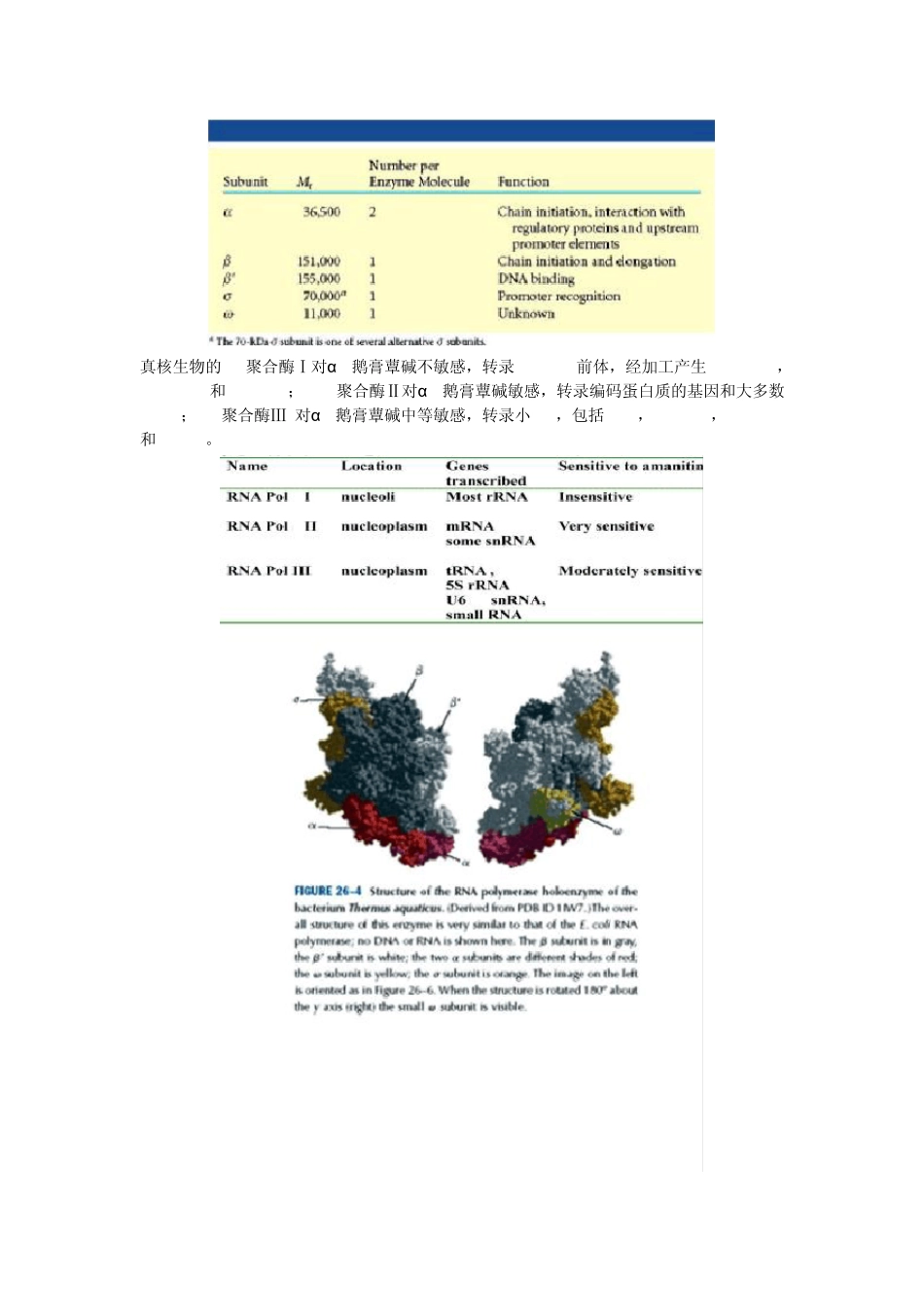 第36章RNA的生物合成及调控_第3页