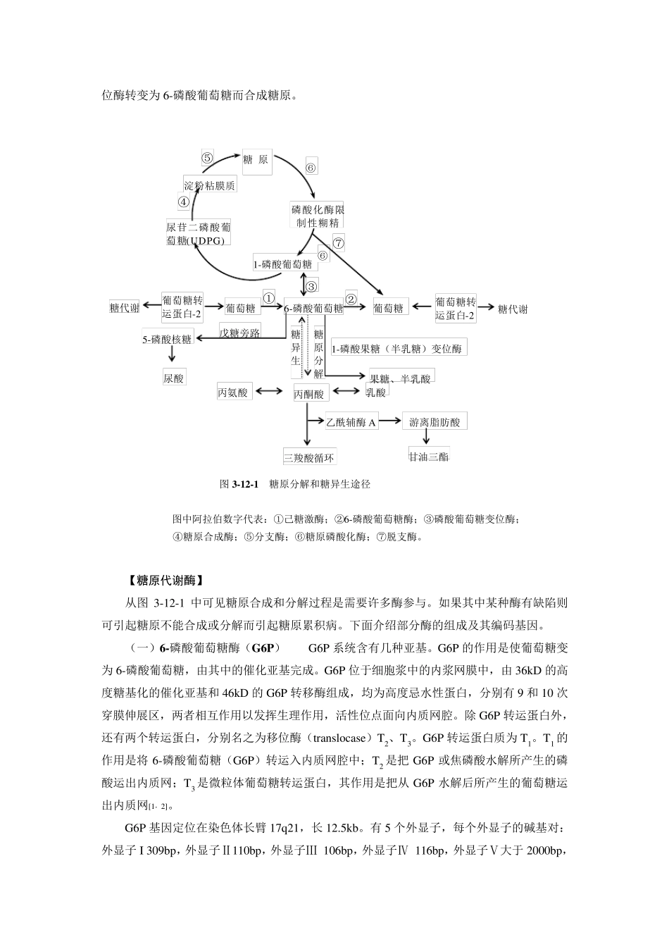 第3篇第12章糖原累积病_第2页