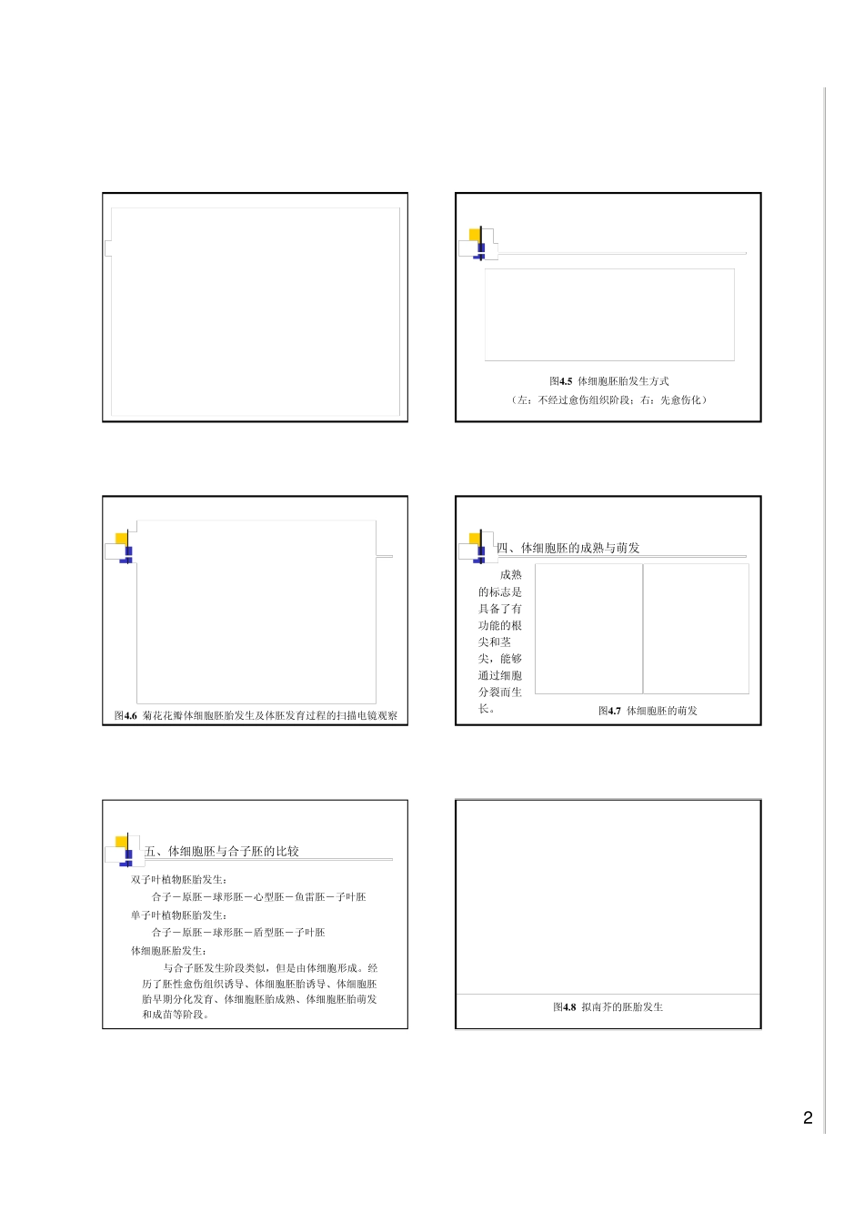 第4章体细胞胚胎发生_第2页