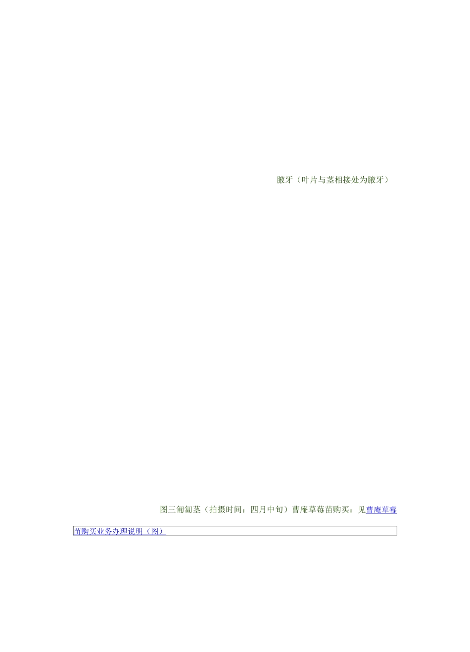 草莓种植指导(特别全喔)_第3页