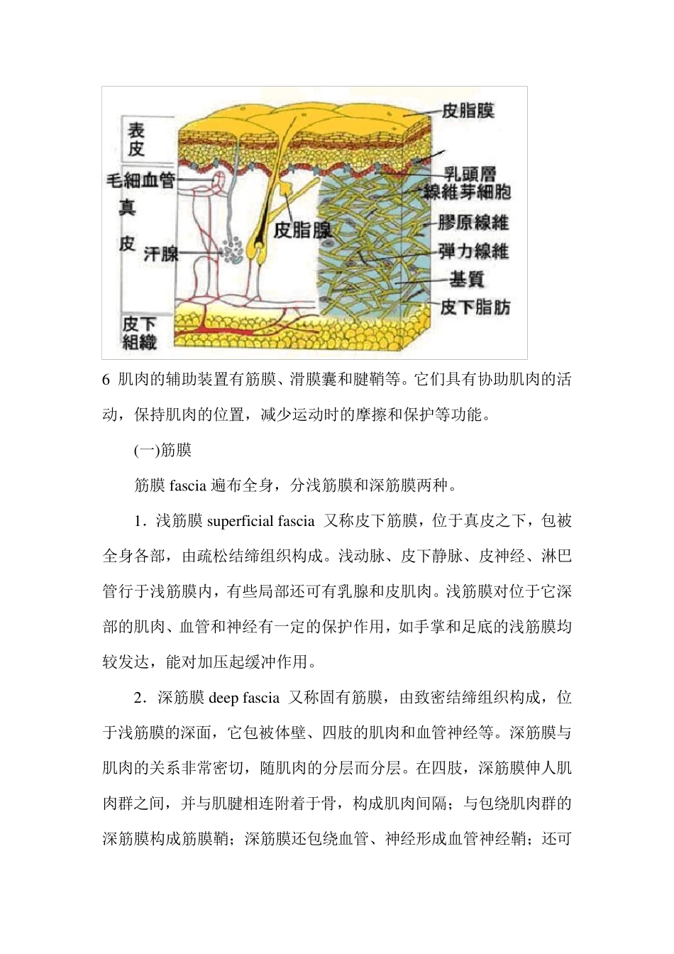 肌肉,肌腱,筋膜详解_第3页