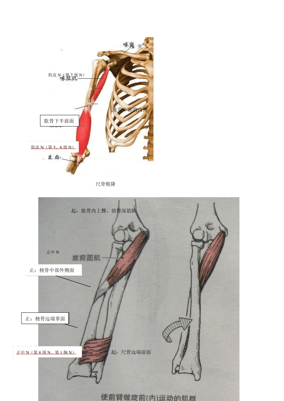 肌肉图起止点N_第3页