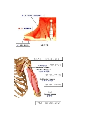 肌肉图起止点N