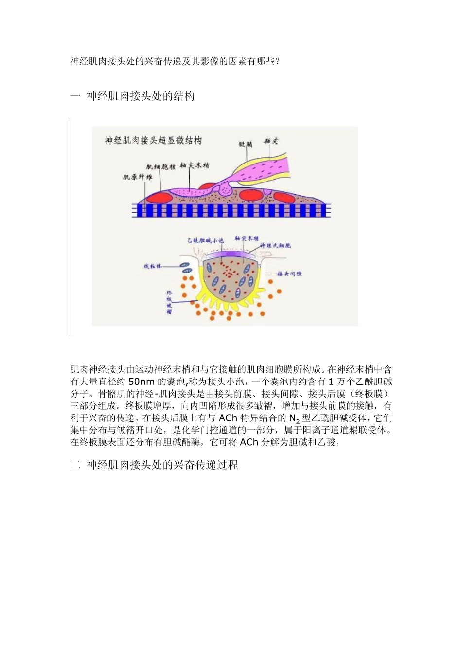 肌肉神经接头处的兴奋传递及其影响的因素有哪些_第1页