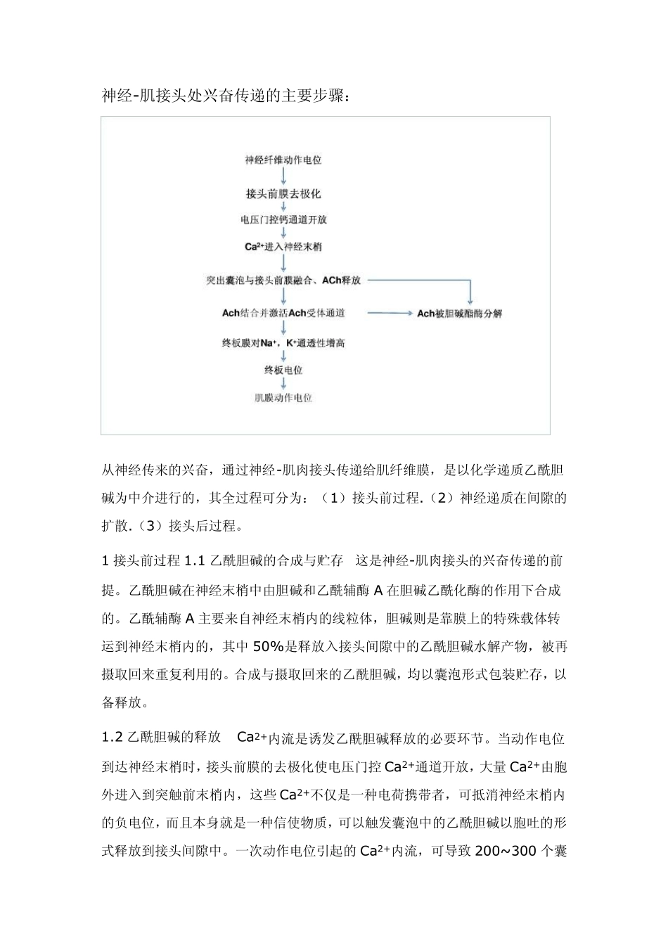 肌肉神经接头处的兴奋传递及其影响的因素有哪些_第2页