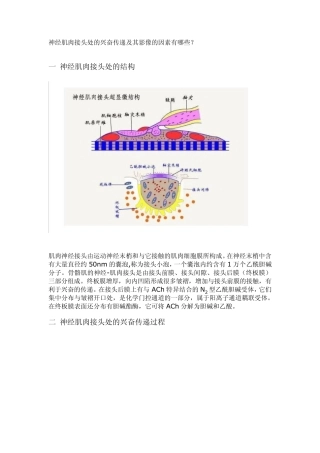 肌肉神经接头处的兴奋传递及其影响的因素有哪些
