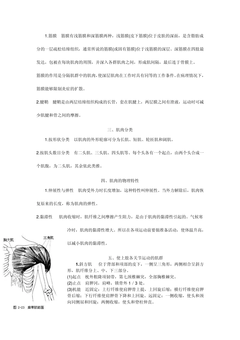 肌肉结构知识_第2页