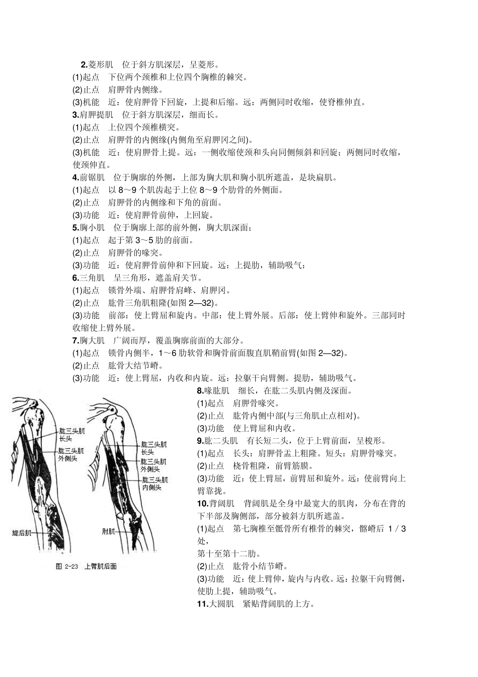肌肉结构知识_第3页
