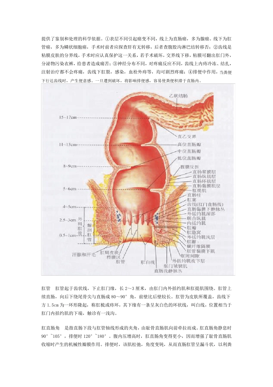 肛门直肠解剖生理_第2页