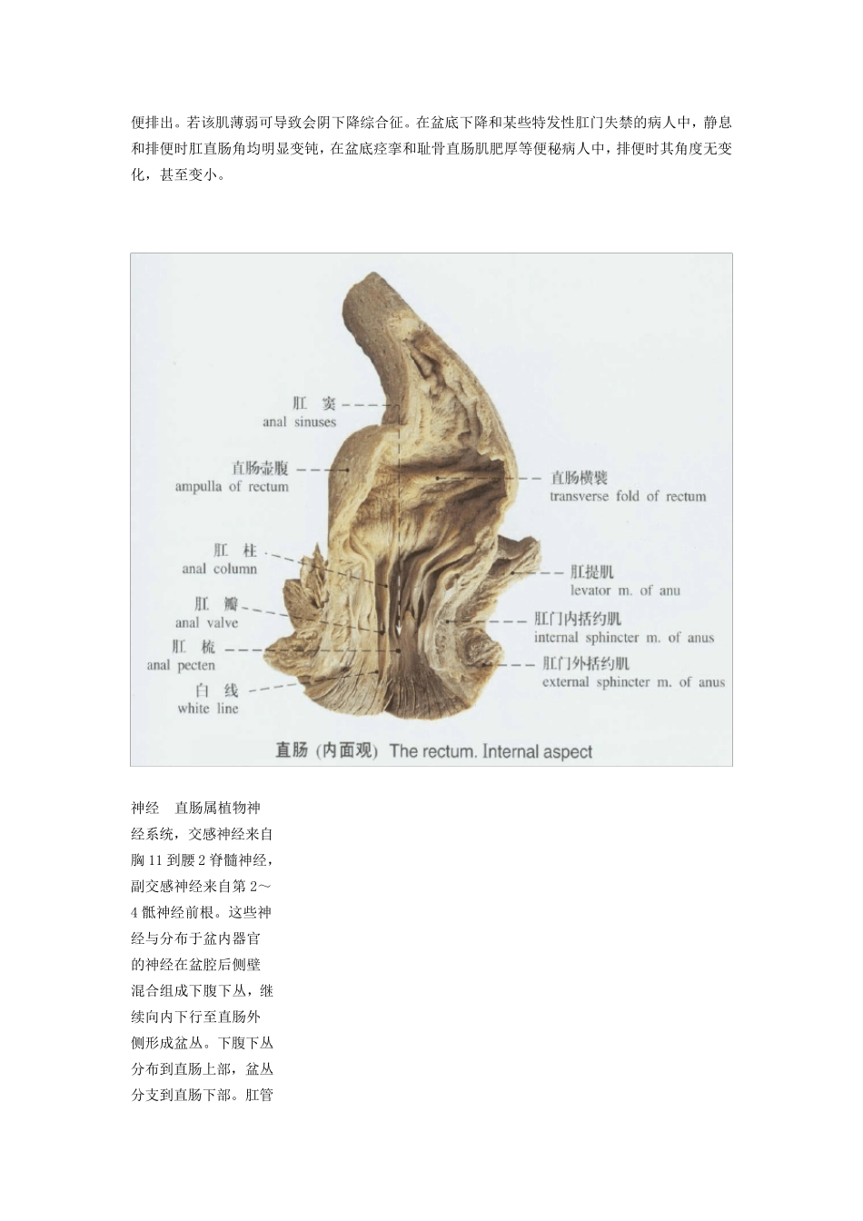 肛门直肠解剖生理_第3页