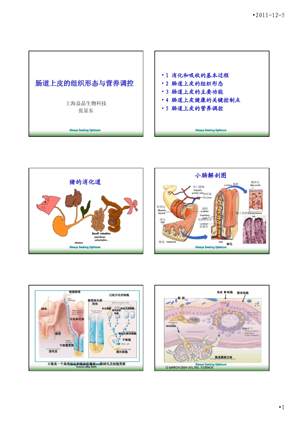 肠道上皮的组织形态与营养调控_第1页