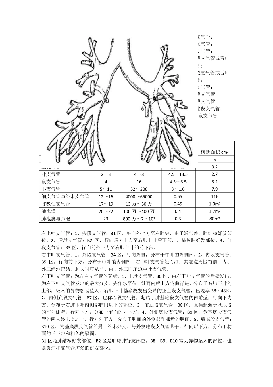 肺部病理生理及解剖_第3页
