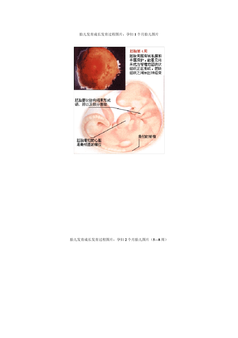 胎儿1到10个月发育过程(图)_第1页
