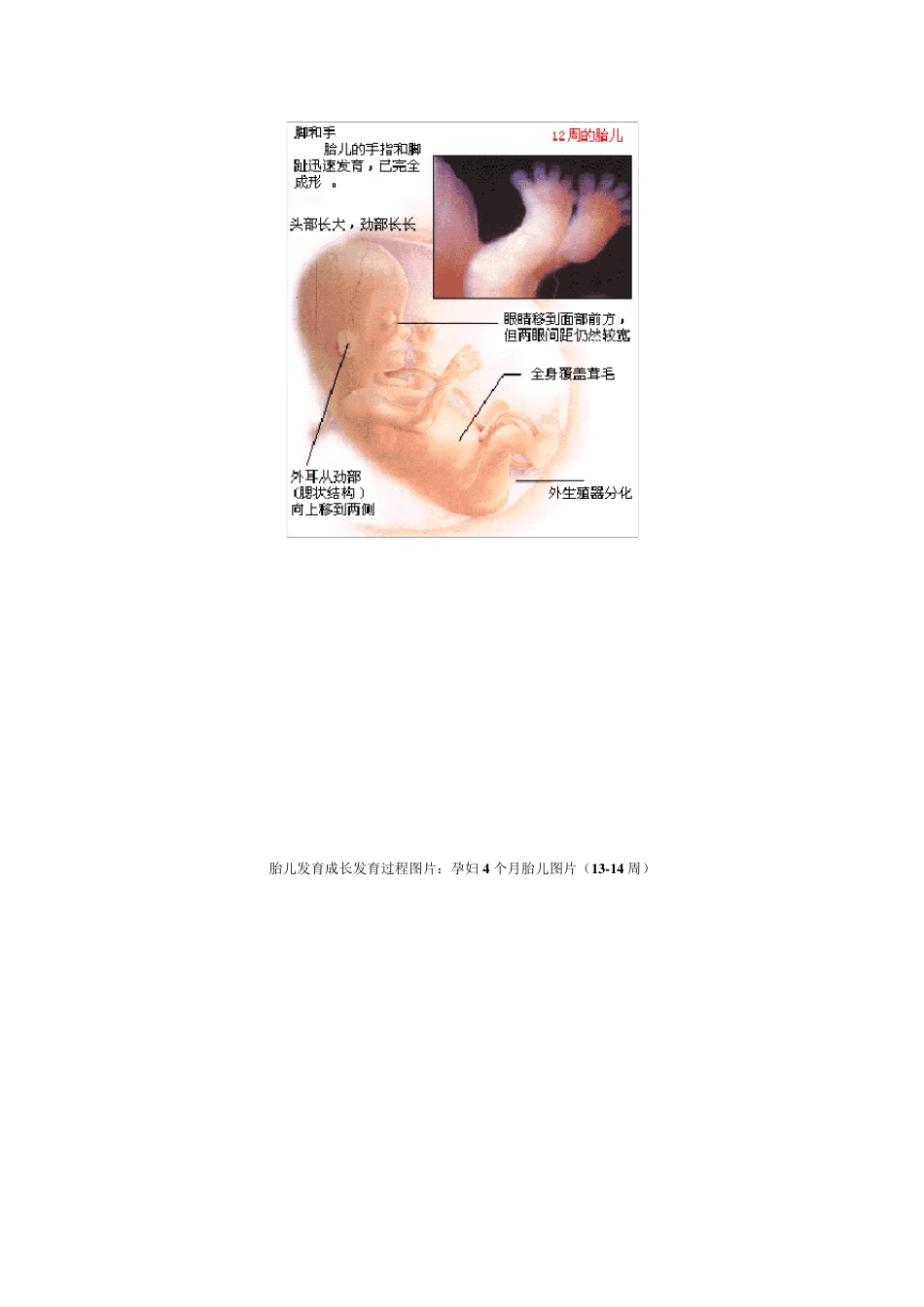 胎儿1到10个月发育过程(图)_第3页