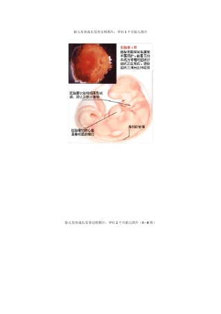 胎儿1到10个月发育过程(图)