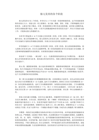 胎儿发育的各个阶段