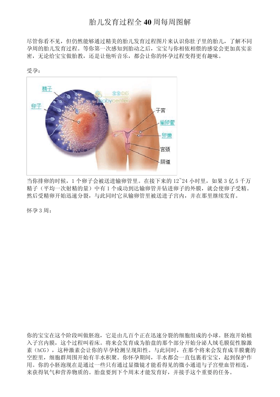 胎儿发育过程全40周每周图解_第1页