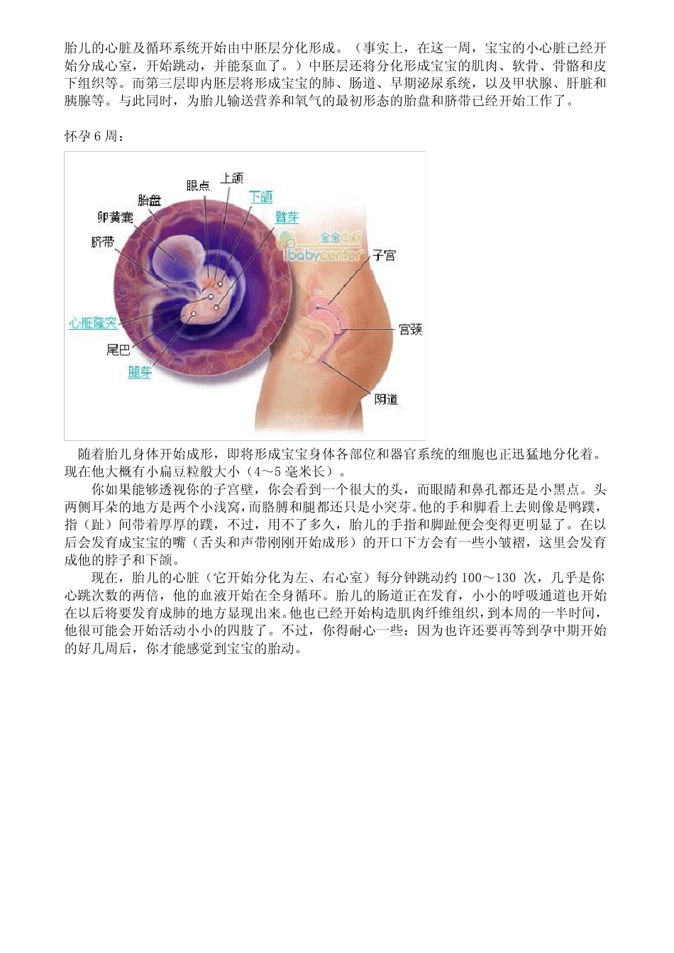 胎儿发育过程全40周每周图解_第3页