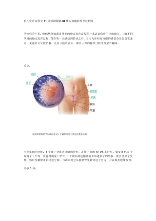 胎儿发育过程全41周每周图解