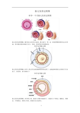 胎儿发育过程图