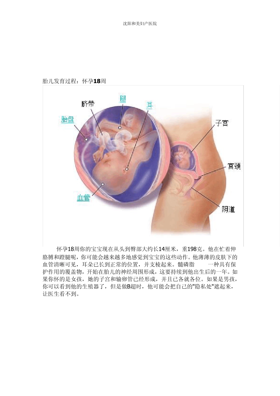 胎儿发育过程图1724_第2页