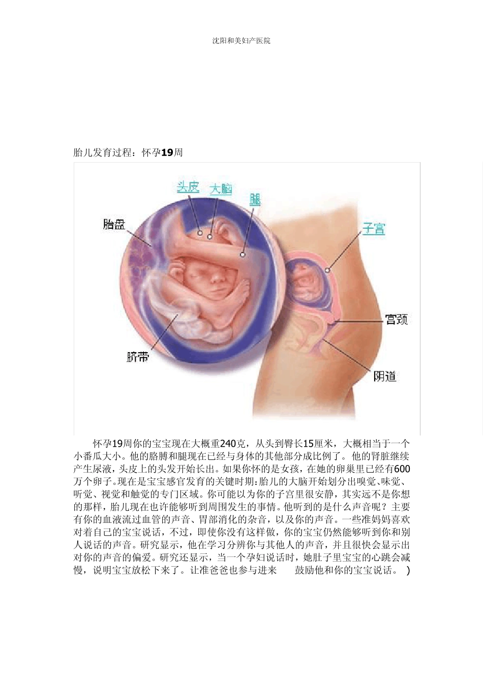 胎儿发育过程图1724_第3页
