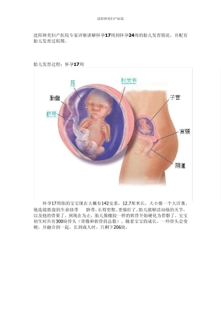 胎儿发育过程图1724