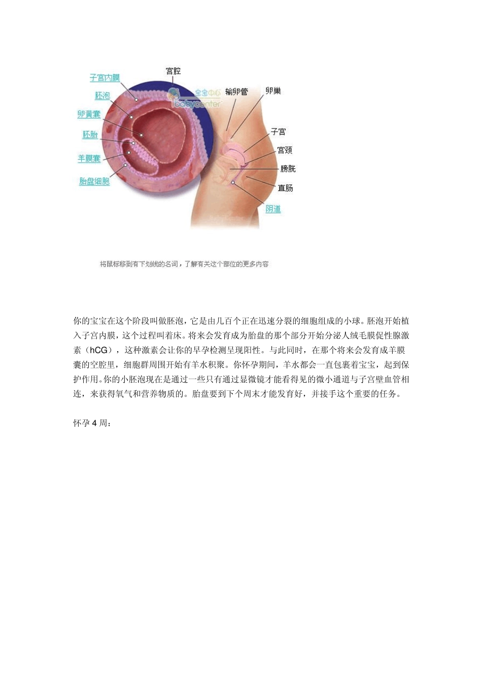 胎儿发育过程图解_第2页