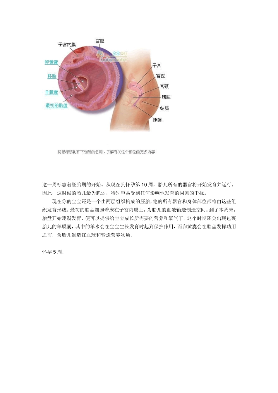 胎儿发育过程图解_第3页