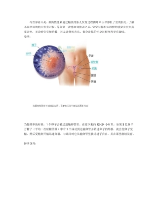 胎儿发育过程图解