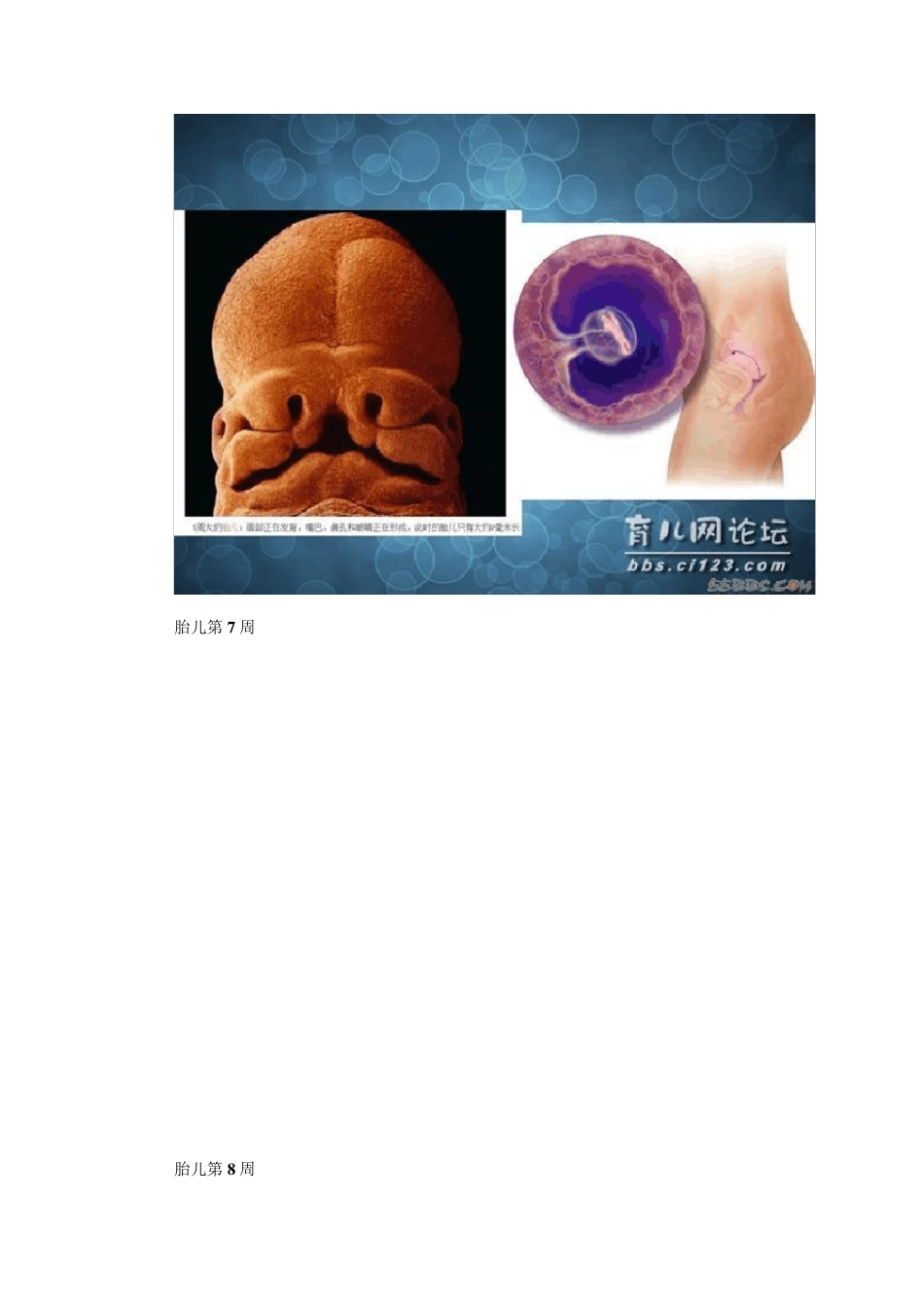 胎儿在母体内10个月的生长发育过程(图文)_第3页