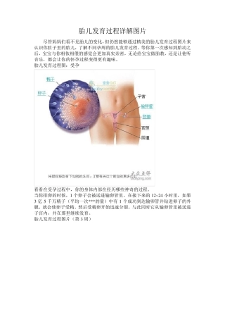 胎儿发育过程详解图片