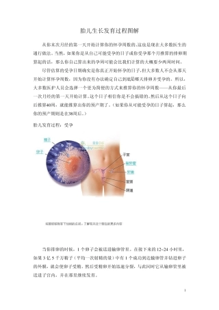 胎儿生长发育过程图解
