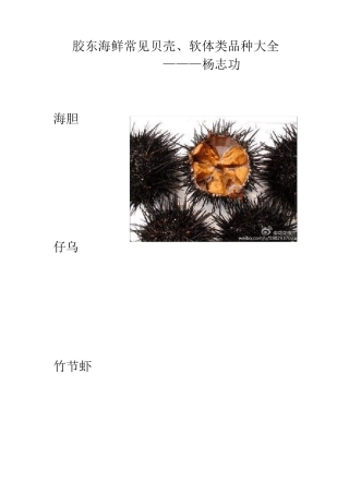 胶东海鲜贝壳图片大全