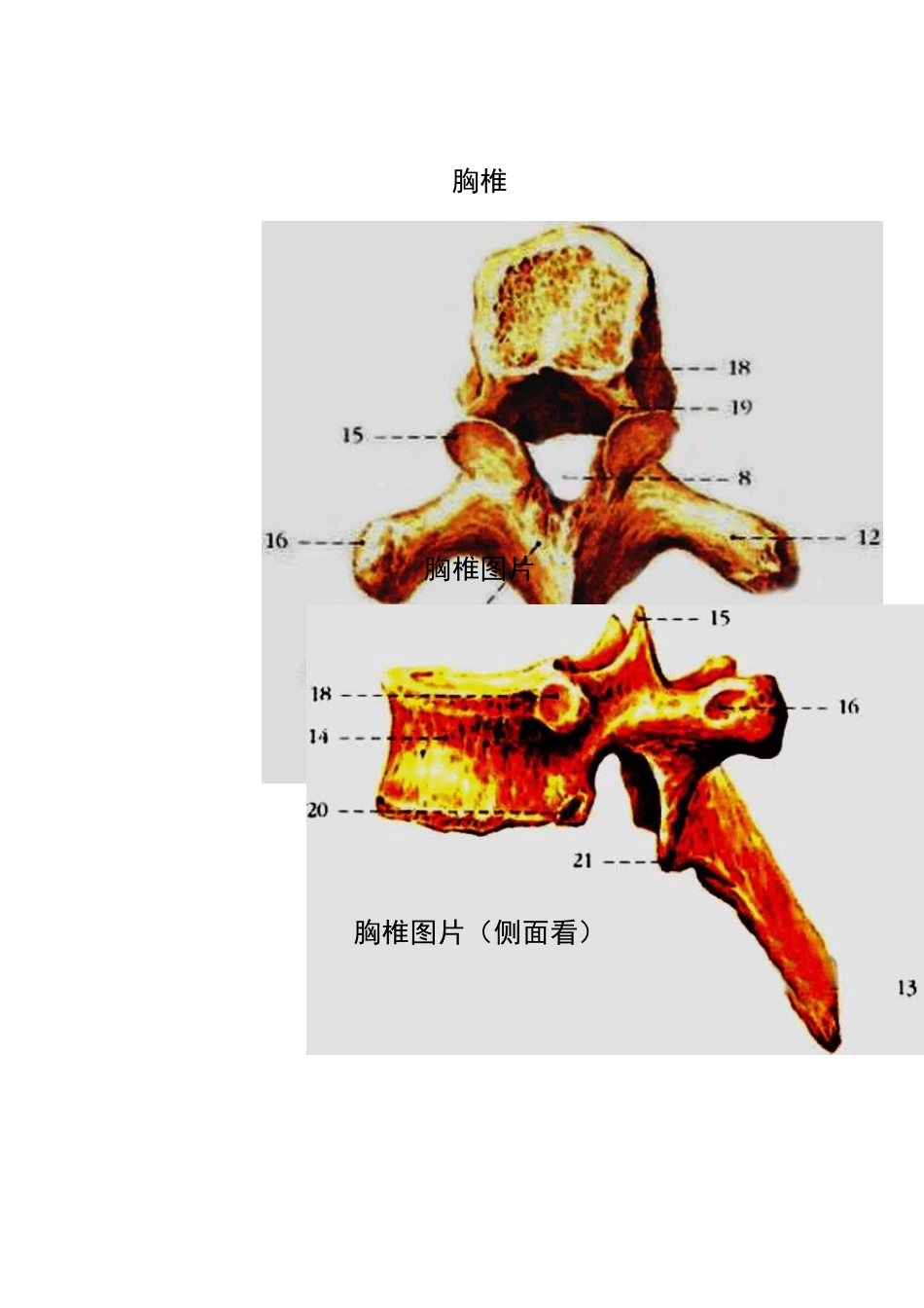 胸椎、颈椎、腰椎、骨棘突定位(图文学解)_第3页