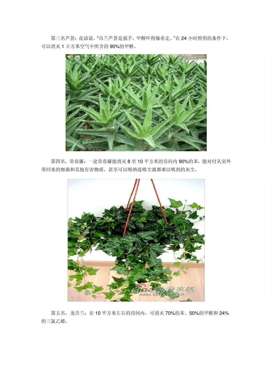 能净化空气的植物(配图版)_第2页