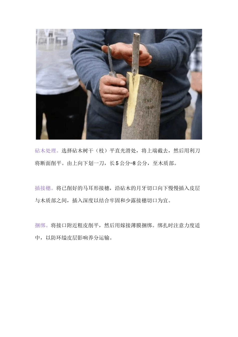 核桃树四种嫁接方法讲解_第2页