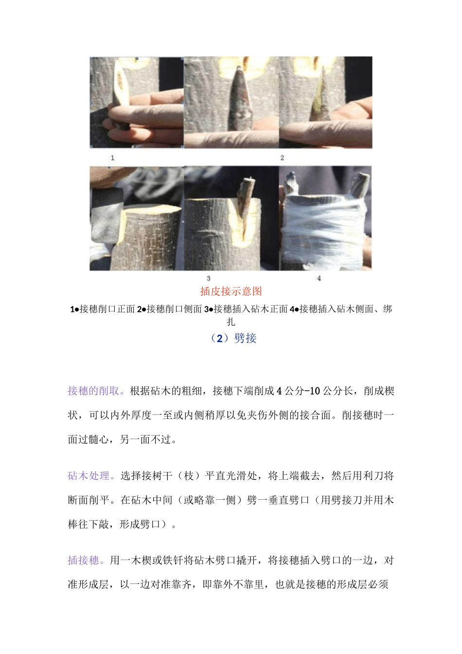 核桃树四种嫁接方法讲解_第3页