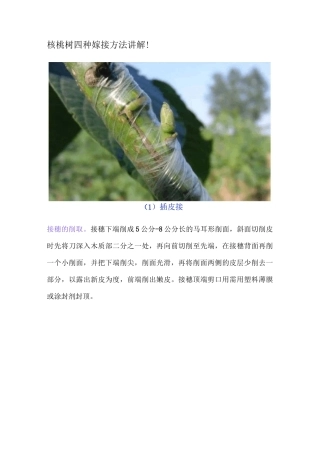 核桃树四种嫁接方法讲解