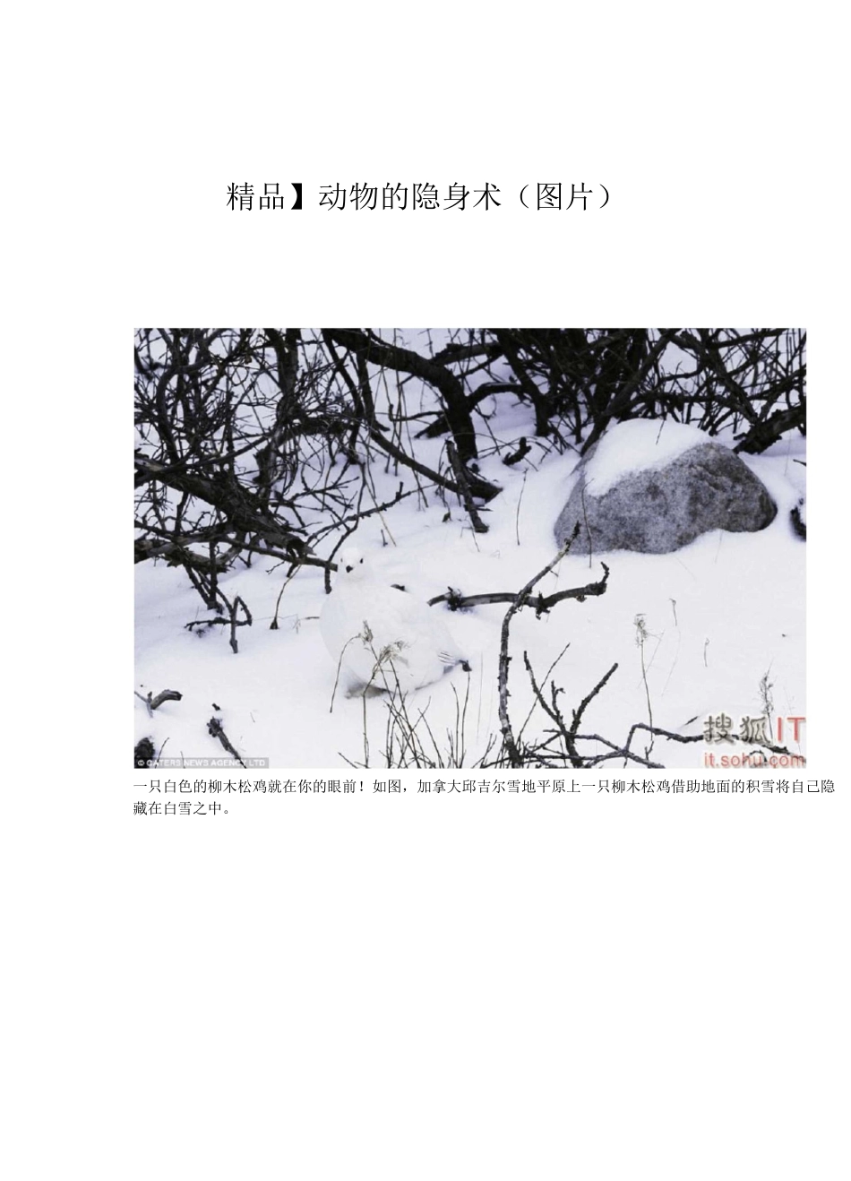 动物的隐身术(图片)_第1页