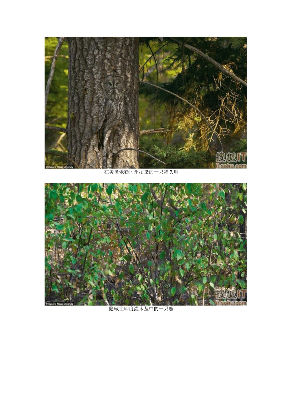 动物的隐身术(图片)_第2页