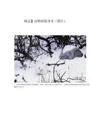动物的隐身术(图片)