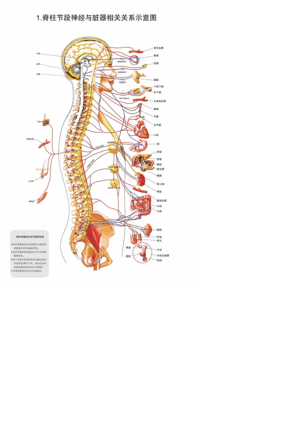 脊柱图解脊柱相关疾病的自主神经关系模式图_第2页